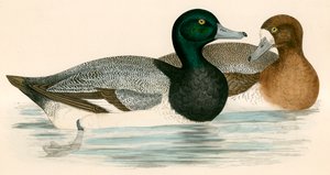 Anatra scaup